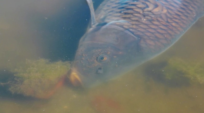 Ribuan ikan mati di Laguna Zapallar, Chili, diduga akibat rendahnya oksigen dan kelebihan nutrisi. (Tangkapan Layar Video Reuters/)