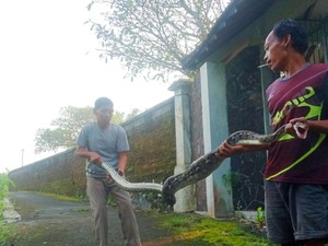 Syok Warga Klaten Buka Kandang Ayam Isinya Ular Piton 4 Meter