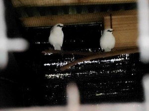 Kisah Egi Bersama Kelompok Kehati Pertiwi Lestari Konservasi Jalak Bali