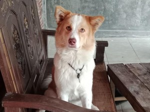 Anjingnya Hilang, Warga Klaten Ini Bikin Sayembara Berhadiah Rp 800 Ribu