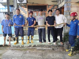 Ular Piton 3 Meter Ngumpet di Sela Lemari Warga Sulsel, Damkar Evakuasi