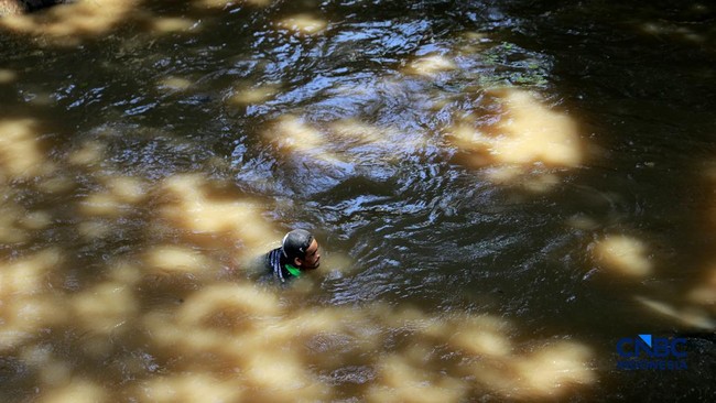 Ikan Sapu-Sapu dari Amazon Pindah ke Kali Ciliwung, Ini Sejarahnya