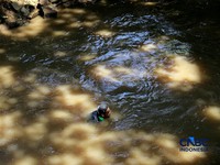 Petugas PPSU Kelurahan Gedong menunjukkan ikan sapu-sapu. Ikan ini ternyata berasal dari Amazon.