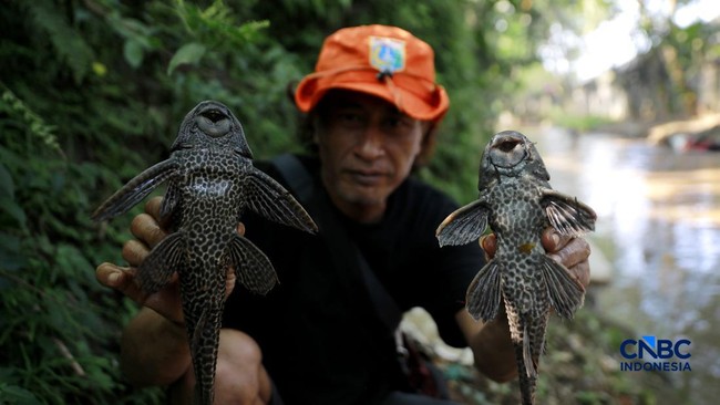 Dimusnahkan di Jakarta, Ikan Sapu-Sapu Makanan Sehari-hari di Brasil