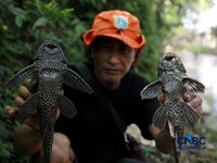 Petugas PPSU Kelurahan Gedong menunjukkan ikan sapu-sapu usai ditangkap di Kali Baru, Pasar Rebo, Jakarta Tinur, Senin (20/4/2026). (CNBC Indonesia/Muhammad Sabki)