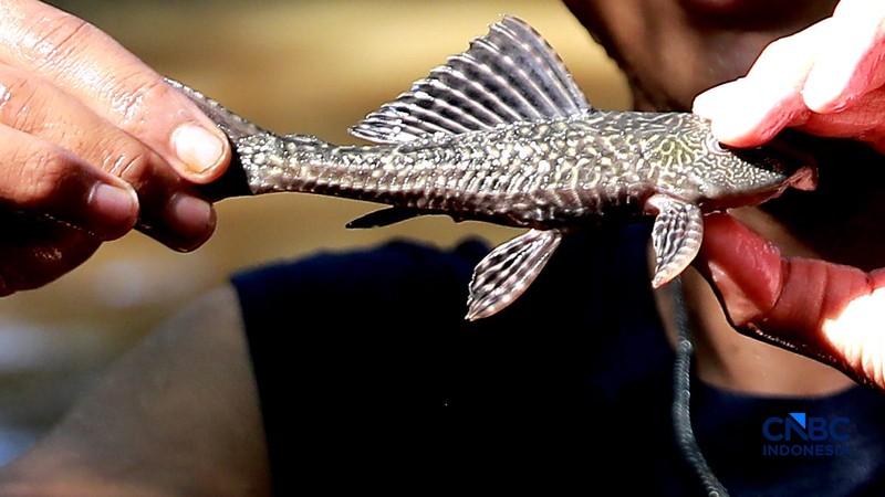 Petugas PPSU Kelurahan Gedong menunjukkan ikan sapu-sapu usai ditangkap di Kali Baru, Pasar Rebo, Jakarta Tinur, Senin (20/4/2026). (CNBC Indonesia/Muhammad Sabki)