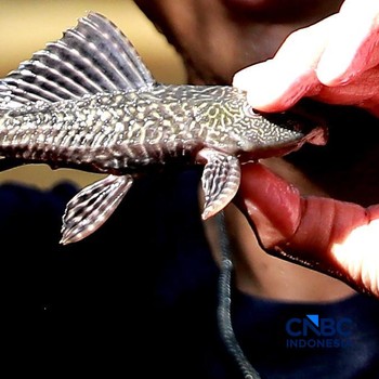 Petugas PPSU Kelurahan Gedong menunjukkan ikan sapu-sapu usai ditangkap di Kali Baru, Pasar Rebo, Jakarta Tinur, Senin (20/4/2026). (CNBC Indonesia/Muhammad Sabki)