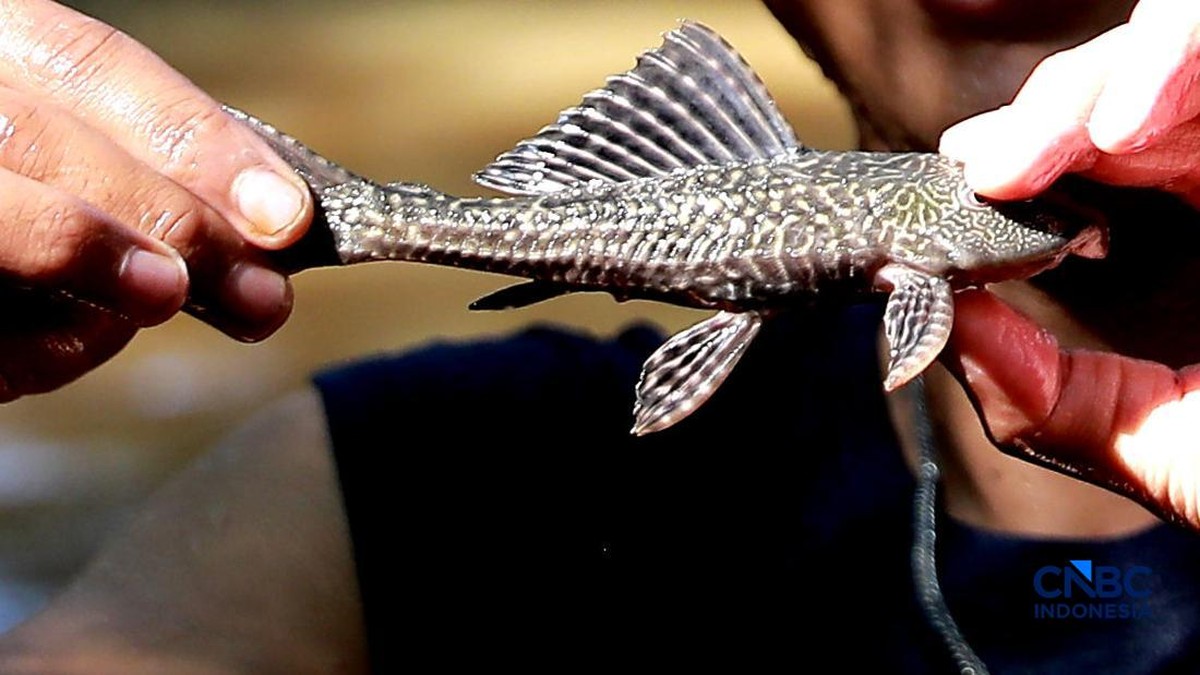 Daftar Negara yang Warganya Makan Ikan Sapu-Sapu, Indonesia Nggak Ada