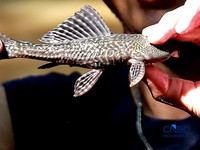 Petugas PPSU Kelurahan Gedong menunjukkan ikan sapu-sapu usai ditangkap di Kali Baru, Pasar Rebo, Jakarta Tinur, Senin (20/4/2026). (CNBC Indonesia/Muhammad Sabki)