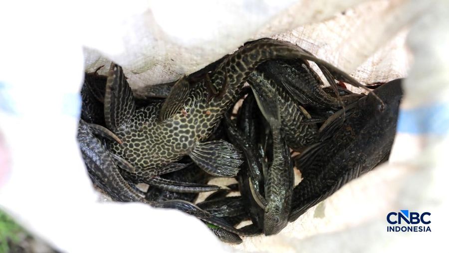 Petugas PPSU Kelurahan Gedong menunjukkan ikan sapu-sapu usai ditangkap di Kali Baru, Pasar Rebo, Jakarta Tinur, Senin (20/4/2026). (CNBC Indonesia/Muhammad Sabki)