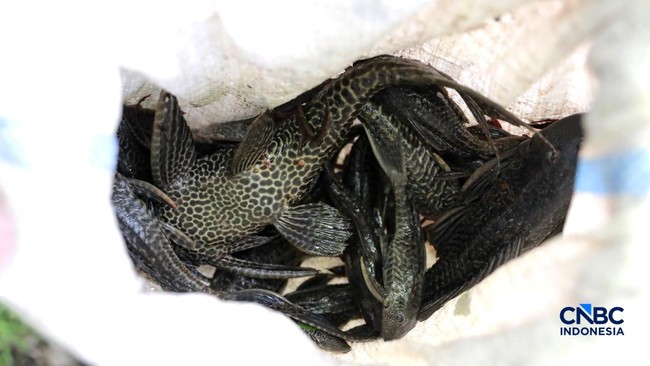 Ikan Sapu-Sapu Gerogoti Sungai Jakarta, Ternyata Pakai 'Baju Besi'