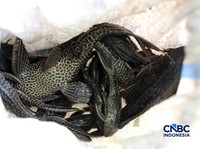 Petugas PPSU Kelurahan Gedong menunjukkan ikan sapu-sapu usai ditangkap di Kali Baru, Pasar Rebo, Jakarta Tinur, Senin (20/4/2026). (CNBC Indonesia/Muhammad Sabki)