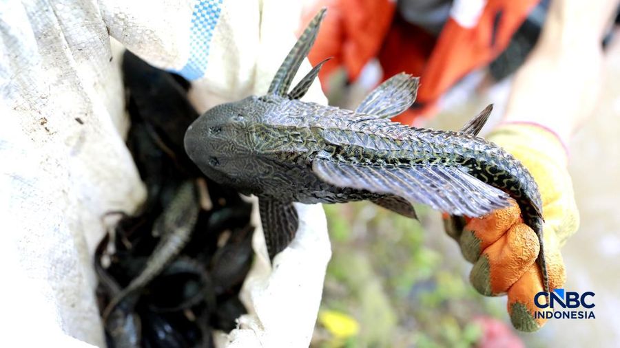 Petugas PPSU Kelurahan Gedong menunjukkan ikan sapu-sapu usai ditangkap di Kali Baru, Pasar Rebo, Jakarta Tinur, Senin (20/4/2026). (CNBC Indonesia/Muhammad Sabki)