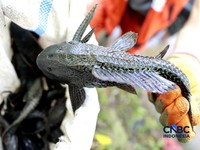 Petugas PPSU Kelurahan Gedong menunjukkan ikan sapu-sapu usai ditangkap di Kali Baru, Pasar Rebo, Jakarta Tinur, Senin (20/4/2026). (CNBC Indonesia/Muhammad Sabki)