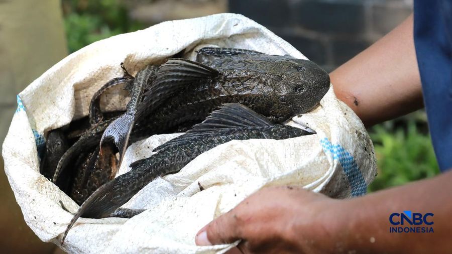 Petugas PPSU Kelurahan Gedong menunjukkan ikan sapu-sapu usai ditangkap di Kali Baru, Pasar Rebo, Jakarta Tinur, Senin (20/4/2026). (CNBC Indonesia/Muhammad Sabki)