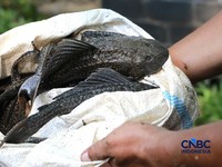 Petugas PPSU Kelurahan Gedong menunjukkan ikan sapu-sapu usai ditangkap di Kali Baru, Pasar Rebo, Jakarta Tinur, Senin (20/4/2026). (CNBC Indonesia/Muhammad Sabki)