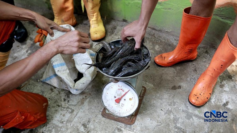 Petugas PPSU Kelurahan Gedong menunjukkan ikan sapu-sapu usai ditangkap di Kali Baru, Pasar Rebo, Jakarta Tinur, Senin (20/4/2026). (CNBC Indonesia/Muhammad Sabki)