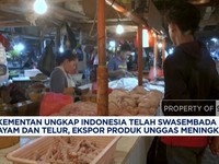 Video: RI Swasembada Ayam-Telur, Bisa Ekspor ke Singapura-Timor Leste
