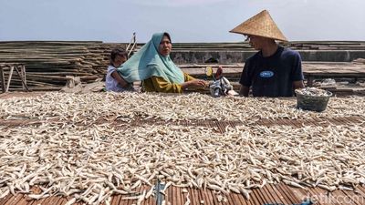Cuaca Cerah Jaga Harga Ikan Teri Tetap Stabil