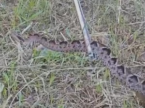 Penampakan Ular Gibug yang Kabur Usai Gigit Pencari Rumput di Brebes
