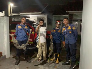 Bruk! 3 Biawak Jatuh dari Plafon Rumah Warga Bogor, Damkar Turun Tangan