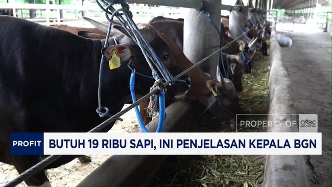 Video: Kepala BGN Jelaskan Soal Kebutuhan 19 Ribu Sapi Untuk MBG