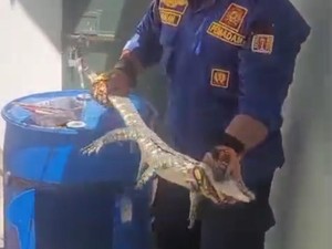 Anggota Damkar Semarang Lapor Damkar gegara Rumah Ibu Kemasukan Biawak