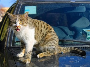 5 Cara Mencegah Kucing Naik Mobil yang Mudah dan Efektif, Bisa Pakai Cabai!
