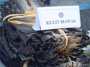 Gagal Diselundupkan, 1.984 Kulit Biawak Ilegal Dimusnahkan di Sumut