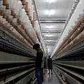 Para karyawan bekerja di dalam pabrik pembuatan benang katun Fiotex Cotspin di Rajkot, Gujarat, India, 14 April 2026. (REUTERS/Amit Dave)