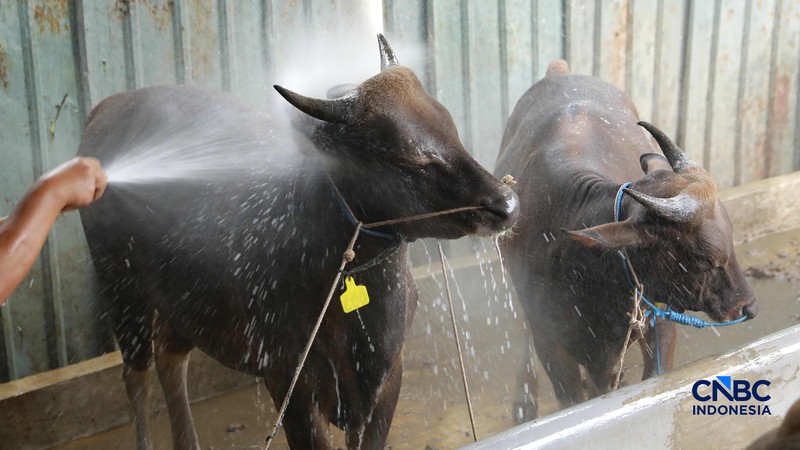 Seorang penjual daging sapi melayani pembeli di Pasar Cijantung, Jakarta Timur, Kamis (23/4/2026). (CNBC Indonesia/Muhammad Sabki)