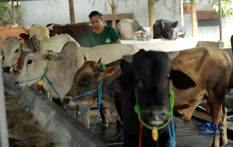 Seorang penjual daging sapi melayani pembeli di Pasar Cijantung, Jakarta Timur, Kamis (23/4/2026). (CNBC Indonesia/Muhammad Sabki)