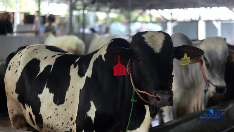 Pekerja merawat hewan ternak sapi di kandang peternakan sapi Betawi Muda, Petukangan, Jakarta, Kamis (23/4/2026). (CNBC Indonesia/Muhammad Sabki)