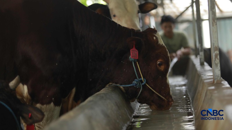 Seorang penjual daging sapi melayani pembeli di Pasar Cijantung, Jakarta Timur, Kamis (23/4/2026). (CNBC Indonesia/Muhammad Sabki)