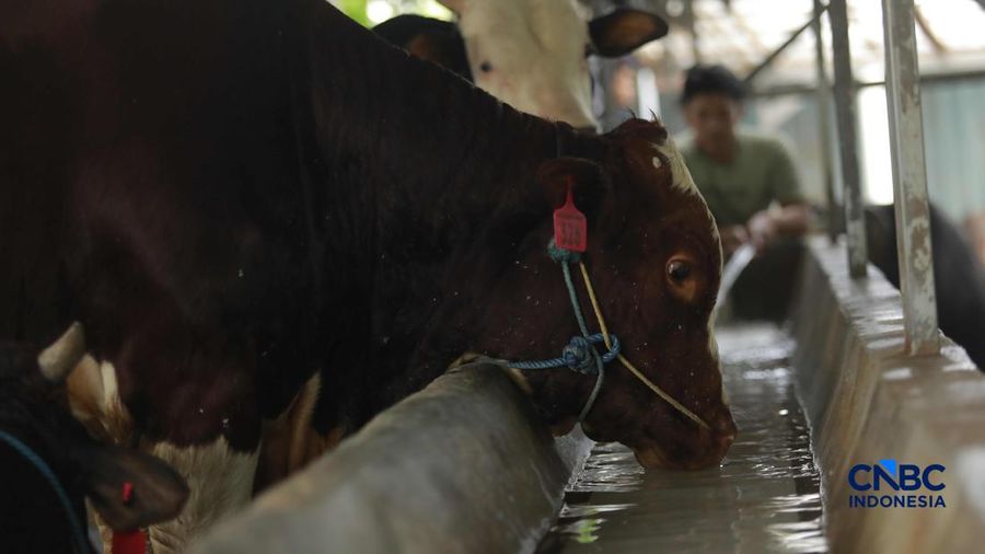 Pekerja merawat hewan ternak sapi di kandang peternakan sapi Betawi Muda, Petukangan, Jakarta, Kamis (23/4/2026).