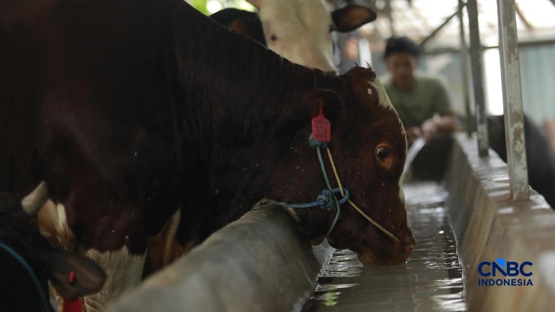 Pekerja merawat hewan ternak sapi di kandang peternakan sapi Betawi Muda, Petukangan, Jakarta, Kamis (23/4/2026).