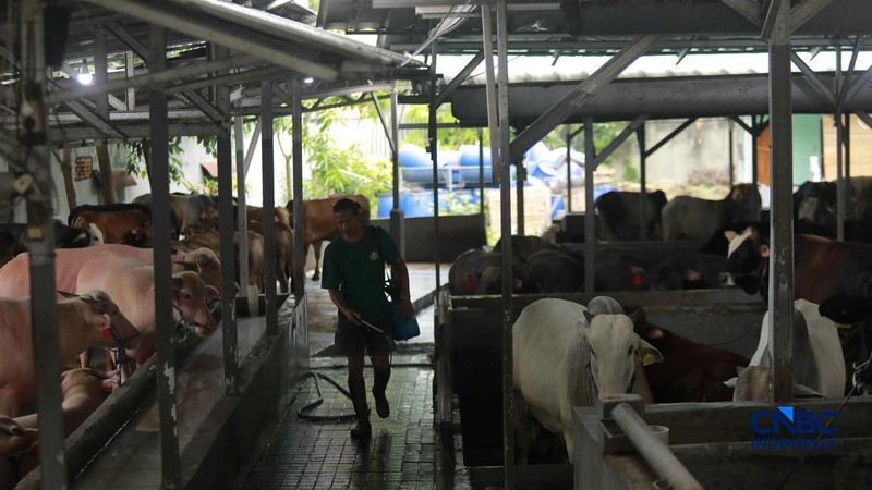 Pekerja merawat hewan ternak sapi di kandang peternakan sapi Betawi Muda, Petukangan, Jakarta, Kamis (23/4/2026).