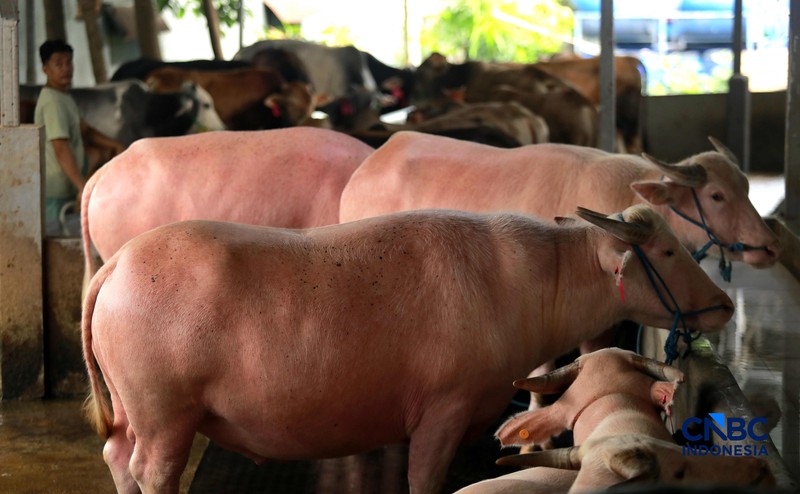 Seorang penjual daging sapi melayani pembeli di Pasar Cijantung, Jakarta Timur, Kamis (23/4/2026). (CNBC Indonesia/Muhammad Sabki)