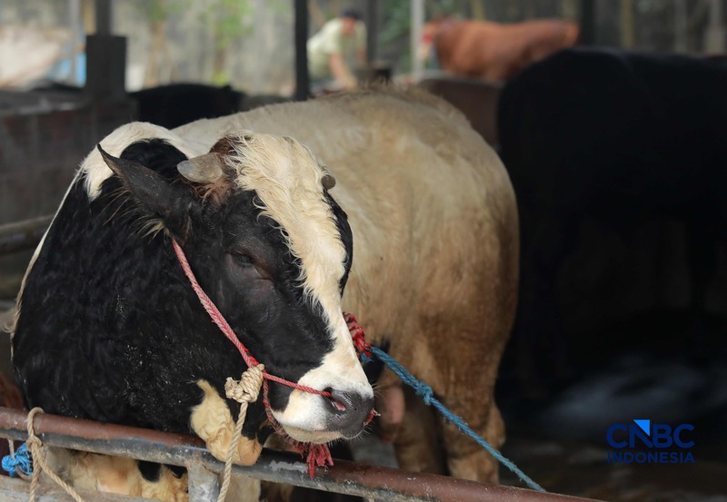 Seorang penjual daging sapi melayani pembeli di Pasar Cijantung, Jakarta Timur, Kamis (23/4/2026). (CNBC Indonesia/Muhammad Sabki)