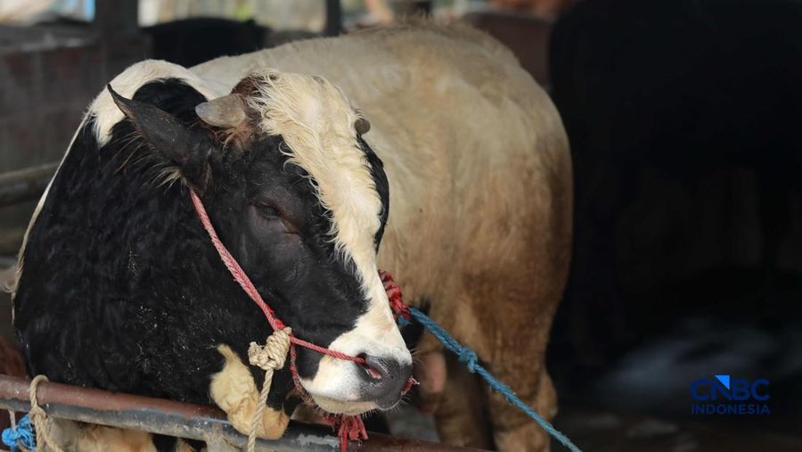 Pekerja merawat hewan ternak sapi di kandang peternakan sapi Betawi Muda, Petukangan, Jakarta, Kamis (23/4/2026).