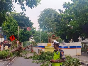 Pohon Tumbang di Jl Wahid Hasyim, Rute TransJ Arah Tanah Abang Dialihkan