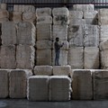 Seorang karyawan memeriksa kualitas kapas mentah di gudang pabrik pembuatan benang kapas Fiotex Cotspin di Rajkot, Gujarat, India, 14 April 2026. (REUTERS/Amit Dave)