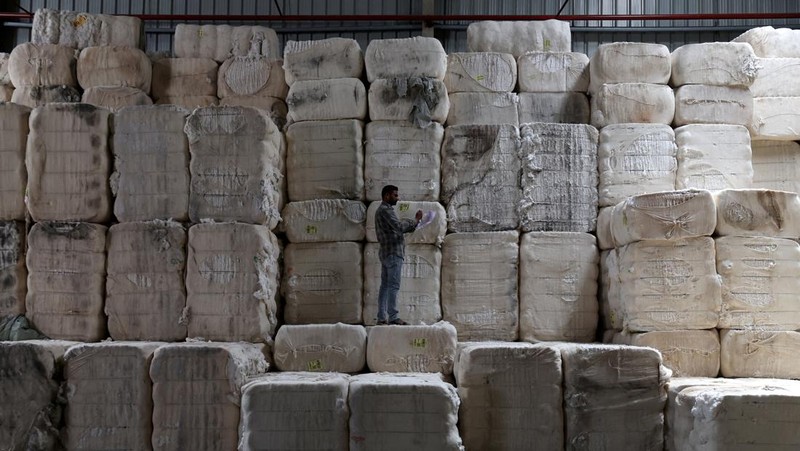 Seorang karyawan memeriksa kualitas kapas mentah di gudang pabrik pembuatan benang kapas Fiotex Cotspin di Rajkot, Gujarat, India, 14 April 2026.
