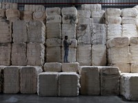 Seorang karyawan memeriksa kualitas kapas mentah di gudang pabrik pembuatan benang kapas Fiotex Cotspin di Rajkot, Gujarat, India, 14 April 2026. (REUTERS/Amit Dave)