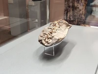 Areni-1 Adalah Sepatu Tertua dari Jenisnya yang Pernah Ditemukan. (Wikipedia)