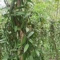 Kementerian Pertanian