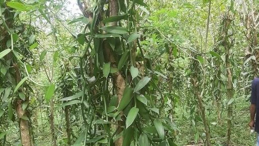 Kementerian Pertanian