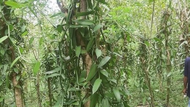 Tanaman Ini Bertebaran di Kebun RI, Diburu Pabrik Es Krim-Parfum Mewah