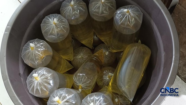 Harga Minyak Goreng Naik Lagi Jadi Segini, Pedagang Ungkap Penyebabnya
