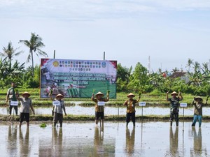 Antisipasi Kemarau Panjang, Banyuwangi Percepat Tanam Padi Serentak